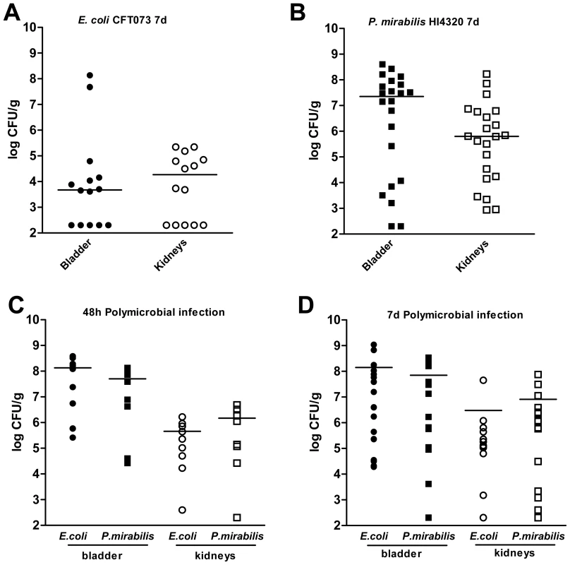 Polymicrobial urinary tract infection with <i>E. coli</i> and <i>P. mirabilis</i> enhances persistent bacterial colonization.