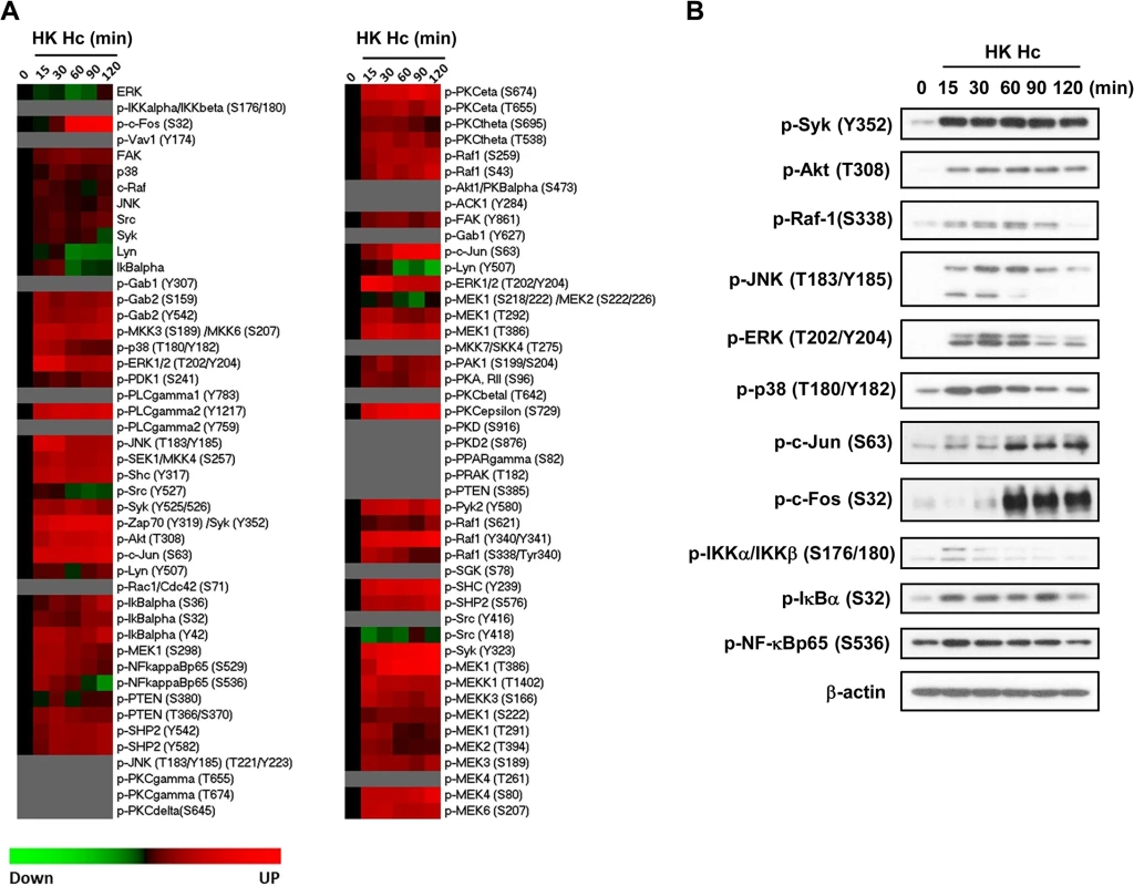 Micro-Western Array to screen for signaling molecules involved in <i>H</i>. <i>capsulatum</i>-induced macrophage response.