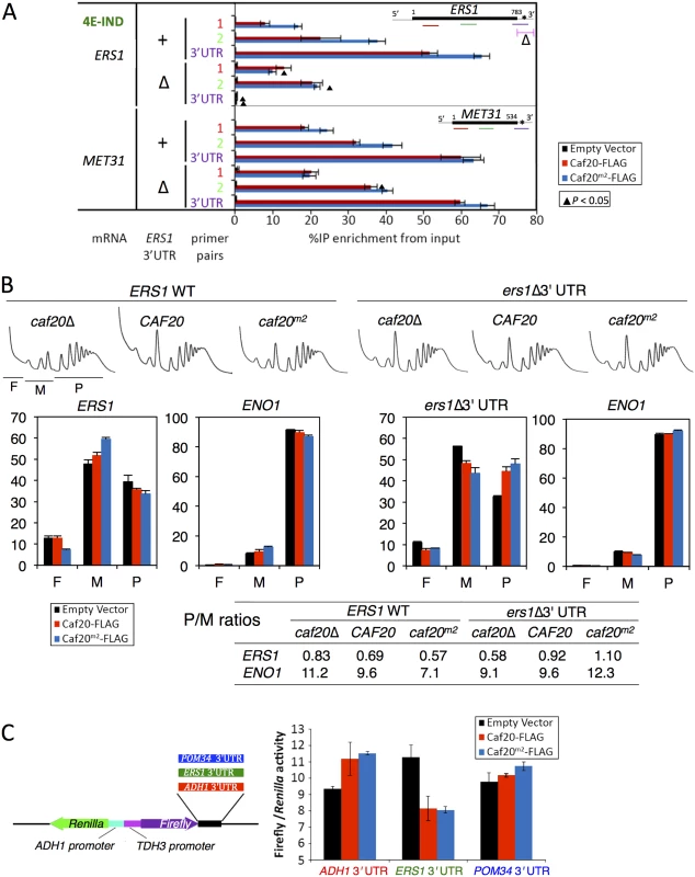 Caf20p and <i>ERS1</i> 3’UTR contribute to the translational repression of <i>ERS1</i>.