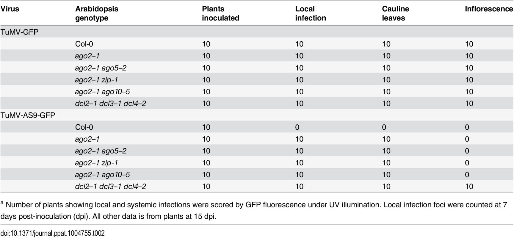 TuMV-GFP and TuMV-AS9-GFP infection in selected <i>ago2–1</i> based double mutants<em class="ref"><sup>a</sup></em>.