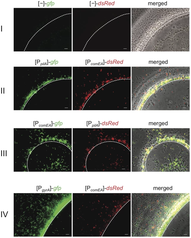 Visualization of competence gene expression on chitin surfaces.