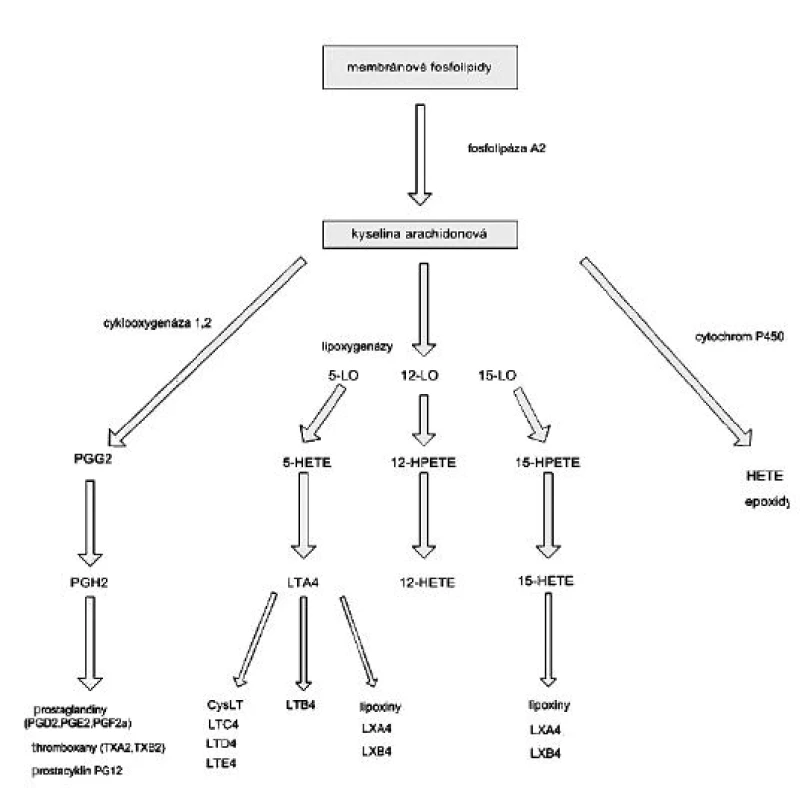 Metabolizmus eikosanoidů
HETE – hydroxyeikosatetraenová kyselina, HPETE – hydroperoxyeikosatetraenová kyselina, LO-x – lipoxygenáza, COX – cyklooxygenáza, LX – lipoxiny, LT – leukotrieny, cysLT – cysteinylleukotrieny
