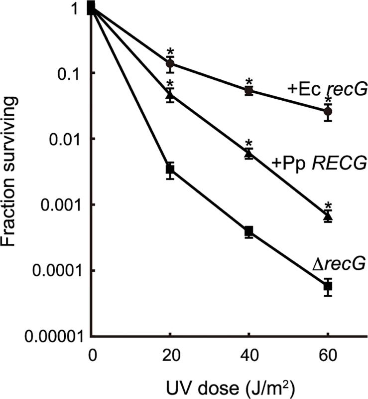 Complementation of the <i>E</i>. <i>coli recG</i> defect by <i>RECG</i>.