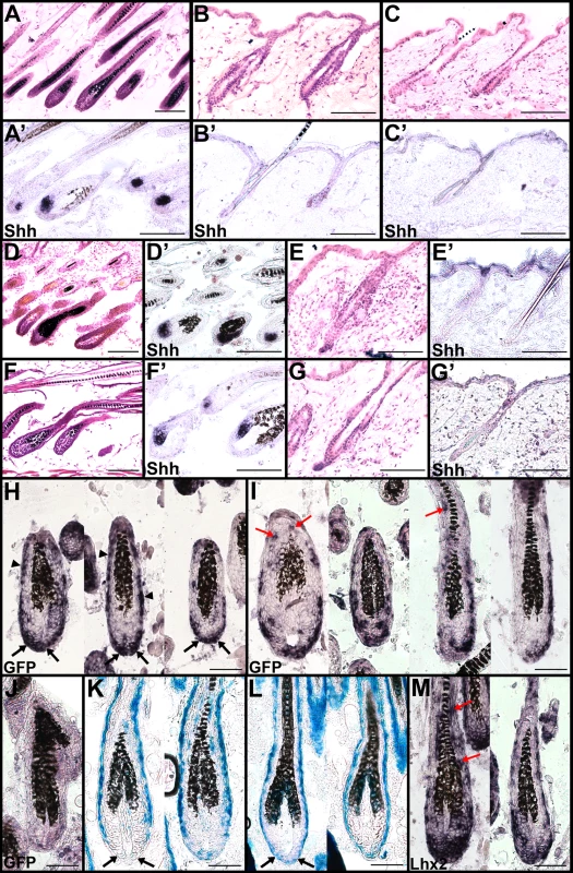 Lhx2 expression is sufficient to induce the anagen stage of the HF cycle.