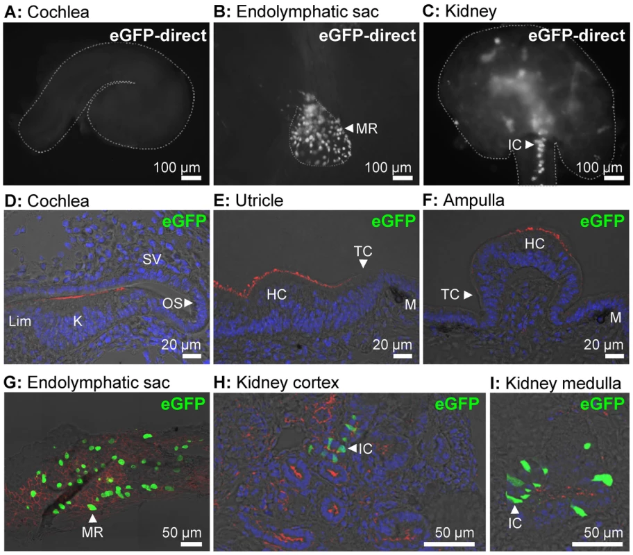 Transgene-encoded eGFP expression.