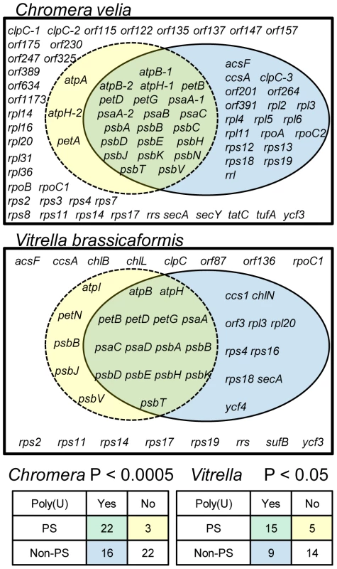 The total distribution of poly(U) sites across chromerid chloroplasts.