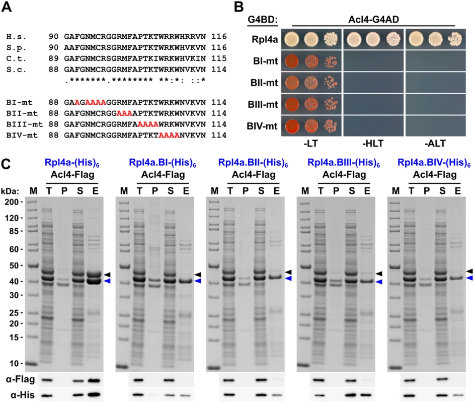 Multiple Rpl4 residues are required for the interaction with Acl4.