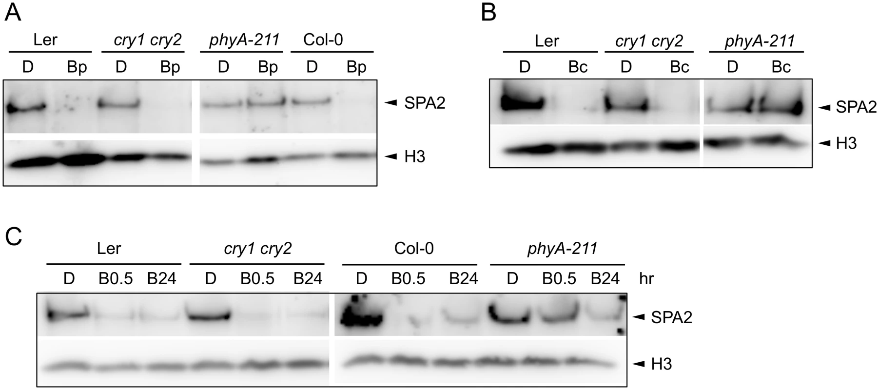 Degradation of SPA2 in B primarily requires phyA.