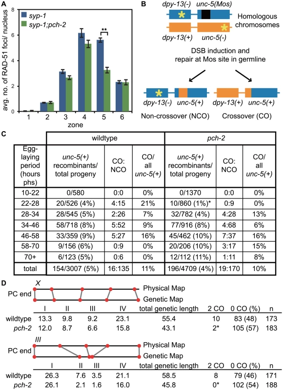 <i>pch-2</i> is required to maintain inter-homolog DNA repair in mid-pachytene.