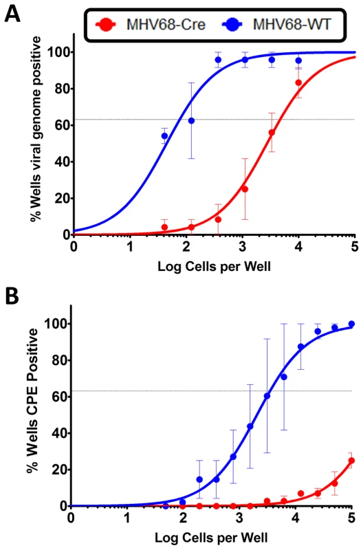 IRF4 is required for establishment of MHV68 latency as well as for reactivation from latency.