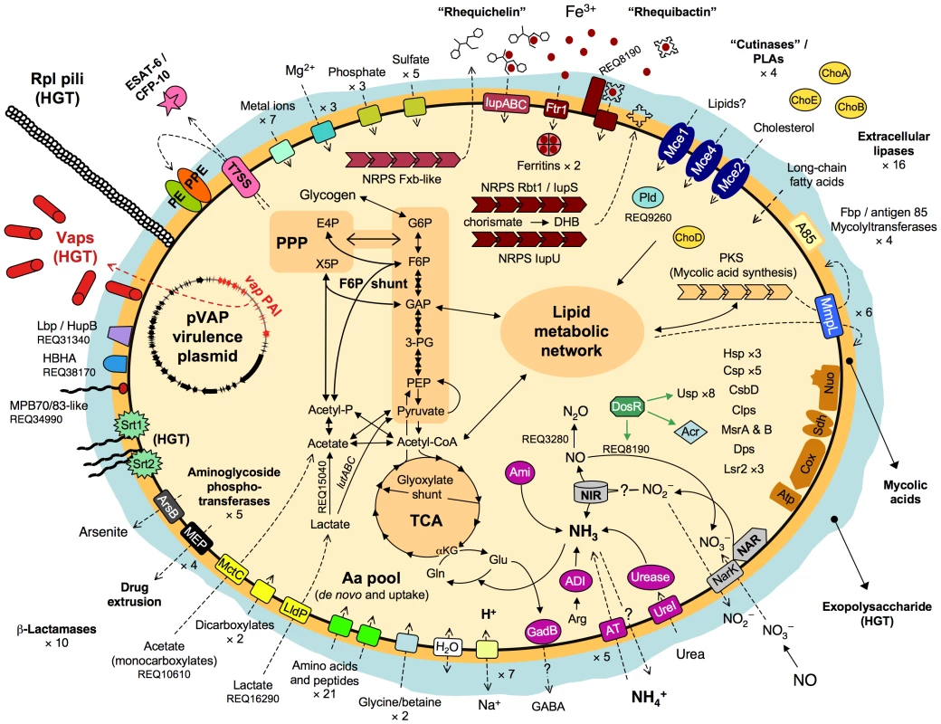 Schematic overview of relevant metabolic and virulence-related features of <i>R. equi</i> 103S.