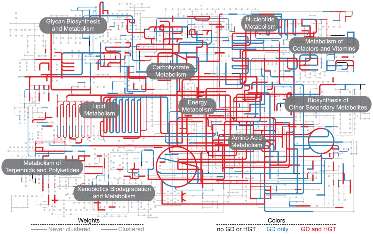 The fungal metabolic network of interactions between gene clustering and two major sources of gene innovation (GD and HGT).