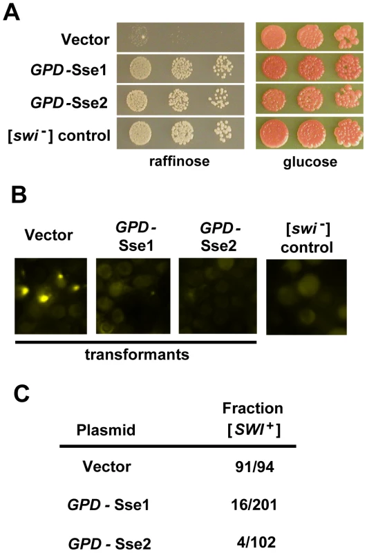 [<i>SWI</i><sup>+</sup>] is destabilized by overexpression of Sse1 or Sse2.