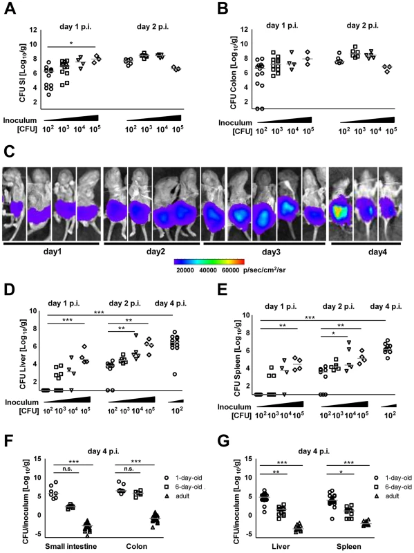 Intestinal colonization and systemic spread of <i>S.</i> Typhimurium.
