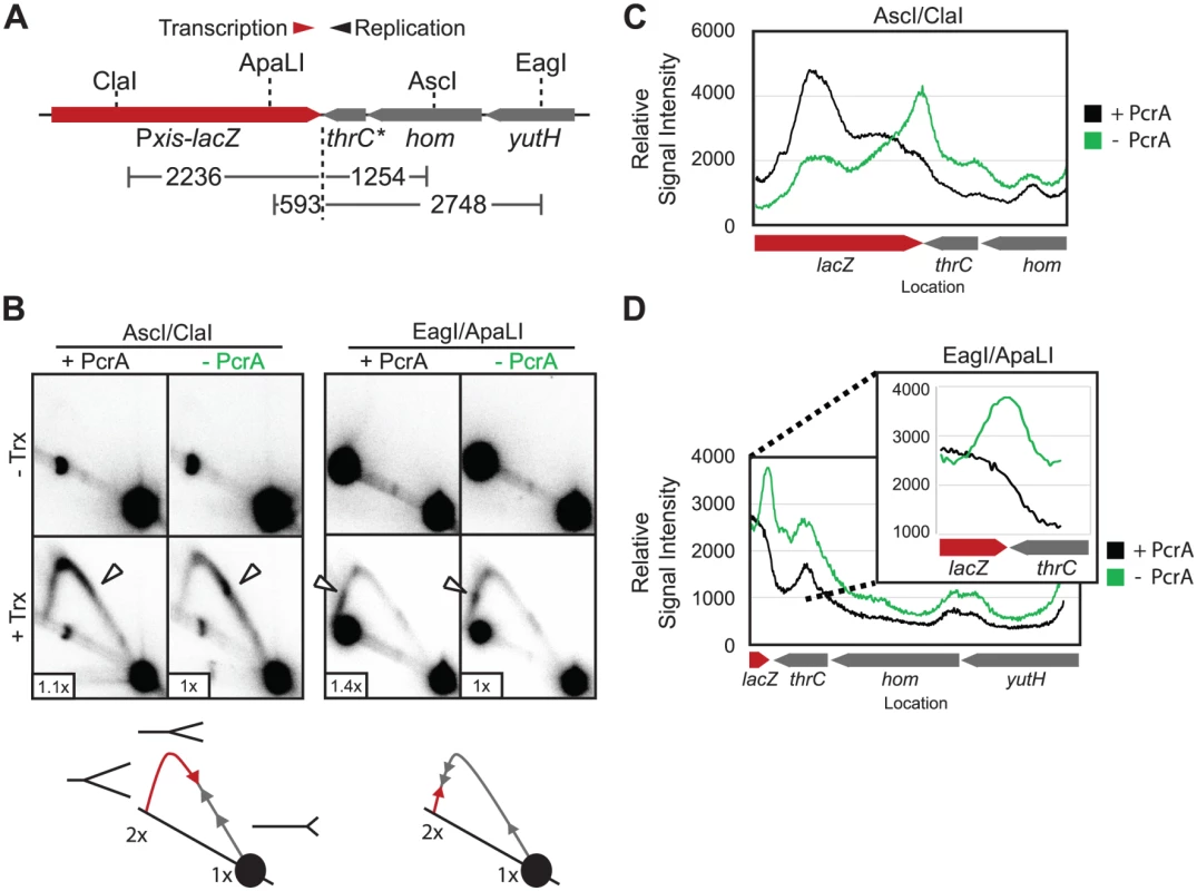 Replication intermediates accumulate at conflict sites.