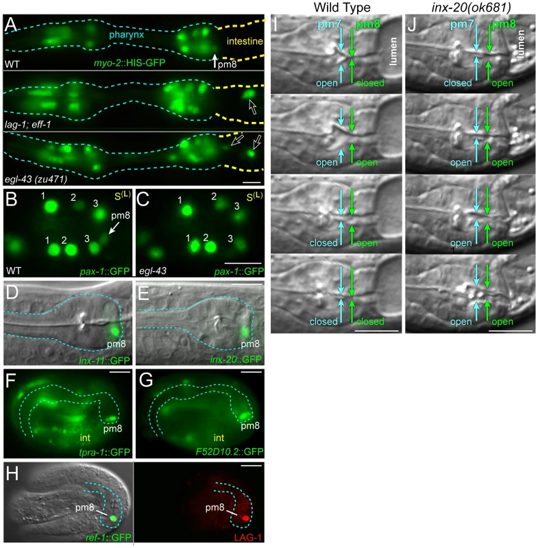 Notch-related valve defects and target gene expression.