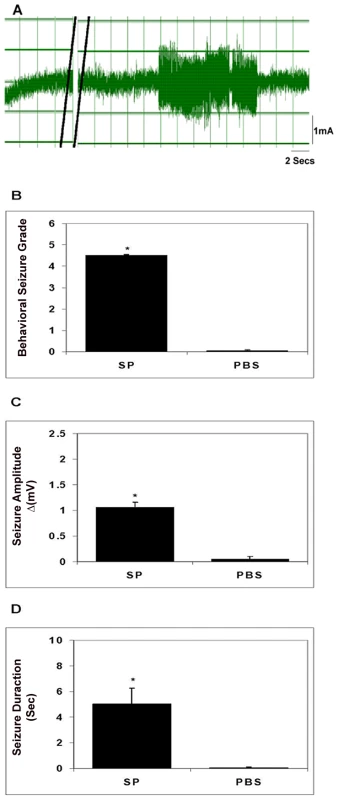Seizure activity in rats following intrahippocampal injection of SP.