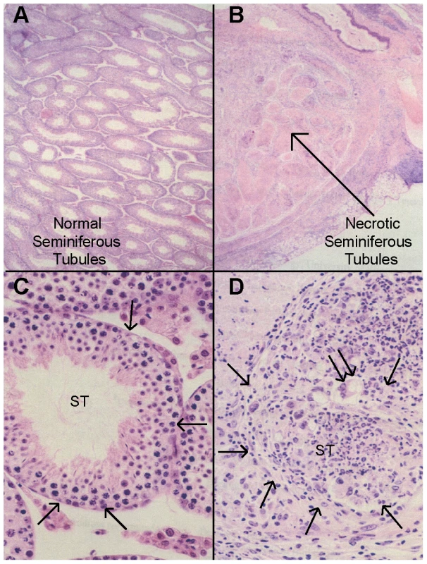 Histopathology of autoimmune orchitis.