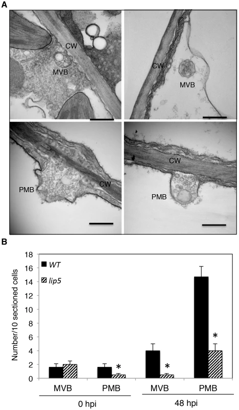 Pathogen-induced MVB and PMB formation.