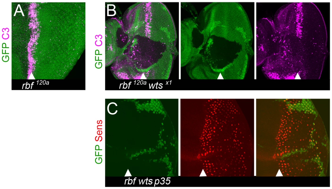 Loss of differentiation markers is not due to apoptosis.