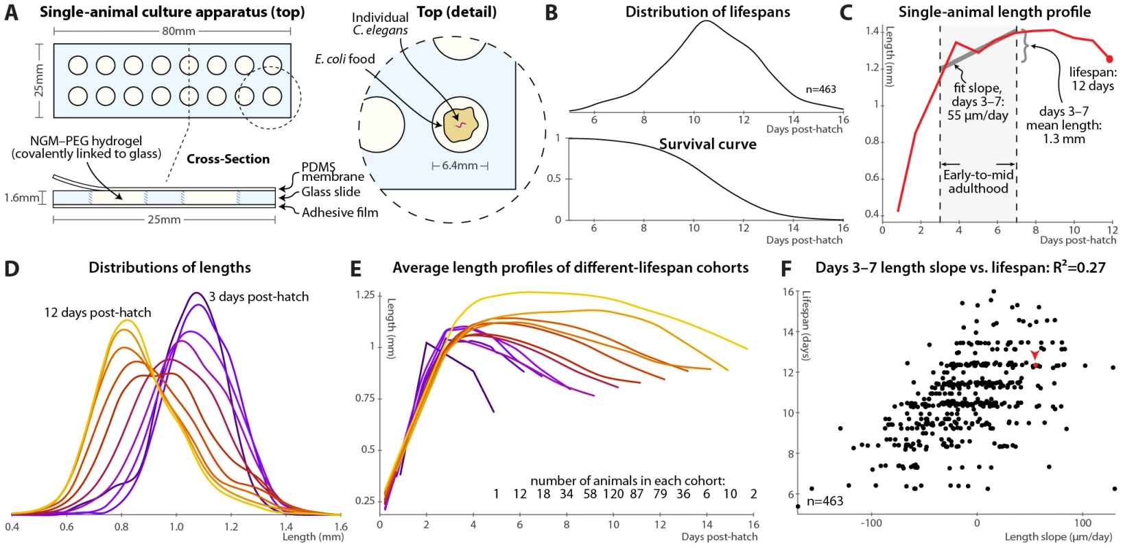Single-animal vermiculture and measurement.
