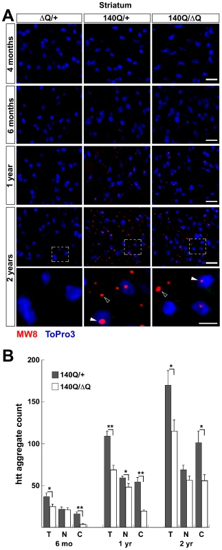 Reduced htt neuropil aggregates in the <i>Hdh<sup>140Q/ΔQ</sup></i> striatum.