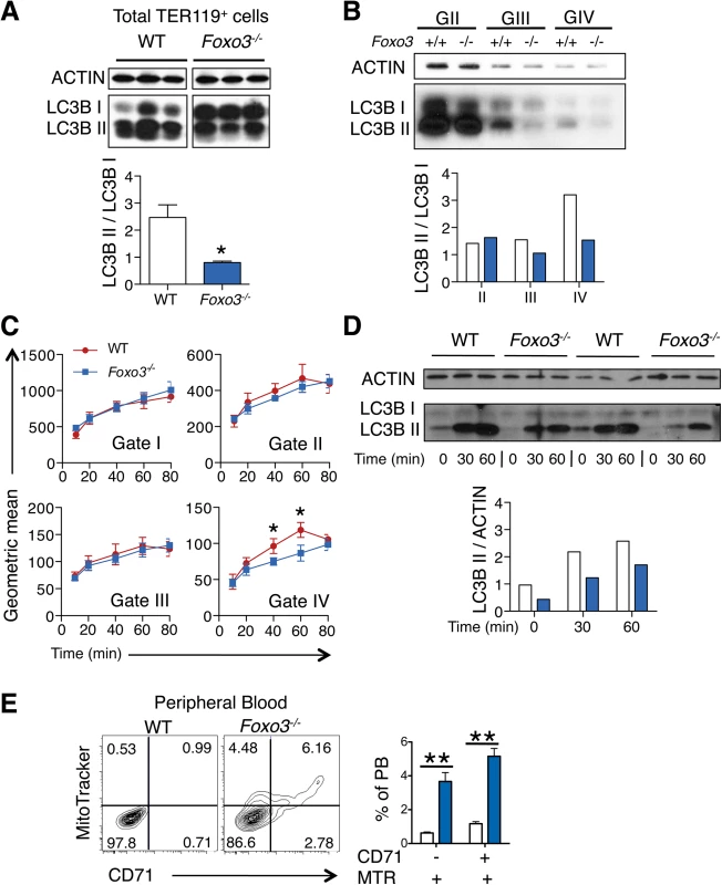 Autophagy and mitochondrial removal are impaired in <i>Foxo3</i><sup><i>-/-</i></sup> erythroblasts