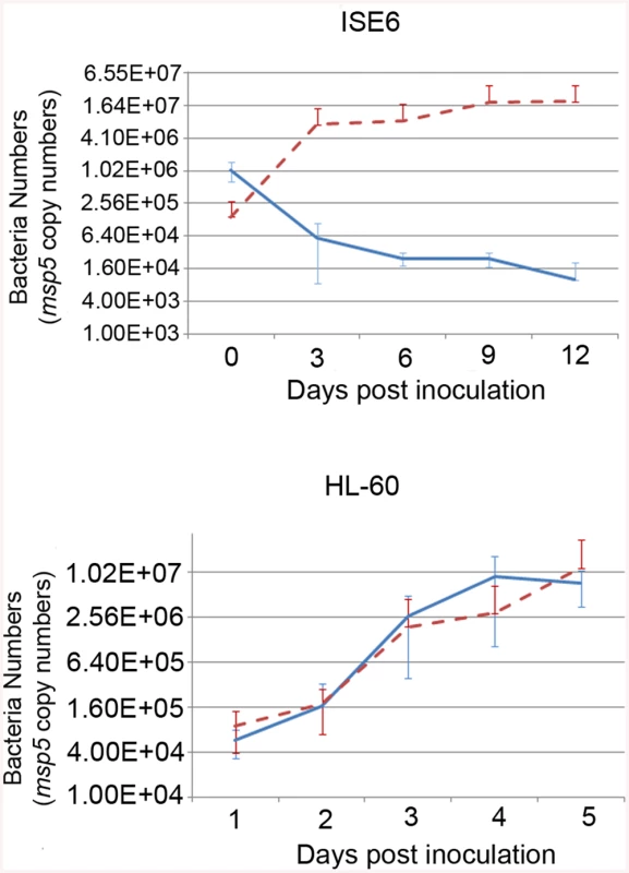 Effects of the mutation on the growth of <i>A</i>. <i>phagocytophilum</i> in tick cell culture.