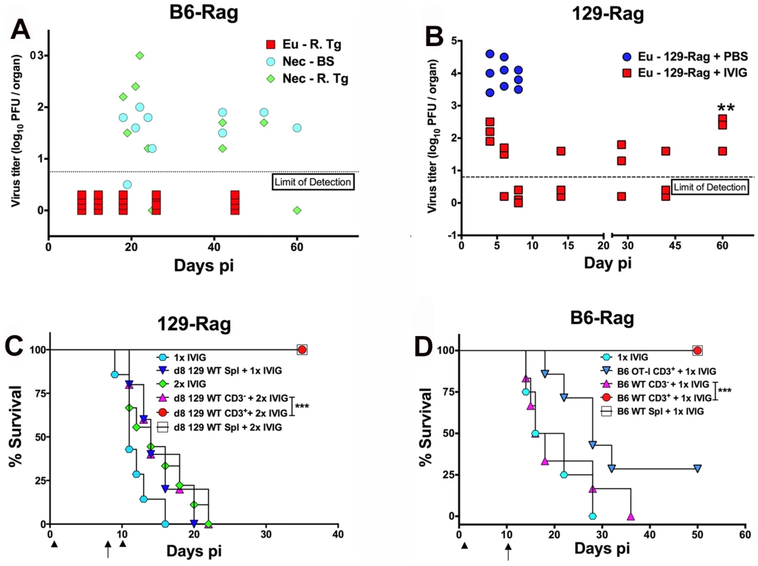 IVIG protection against HD HSV1 infection is T cell dependent.