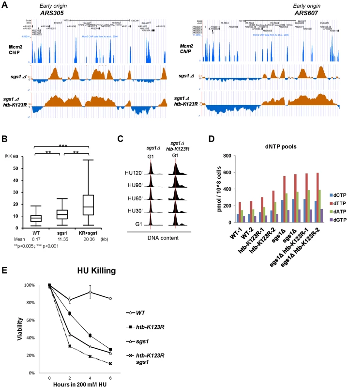 H2Bub and Sgs1 cooperatively control replication fork stalling and stability under HU.