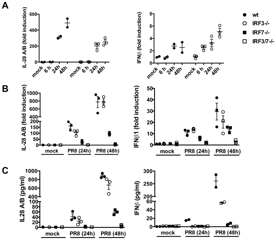 IRF3 is not required for IFN induction in primary MTEC.