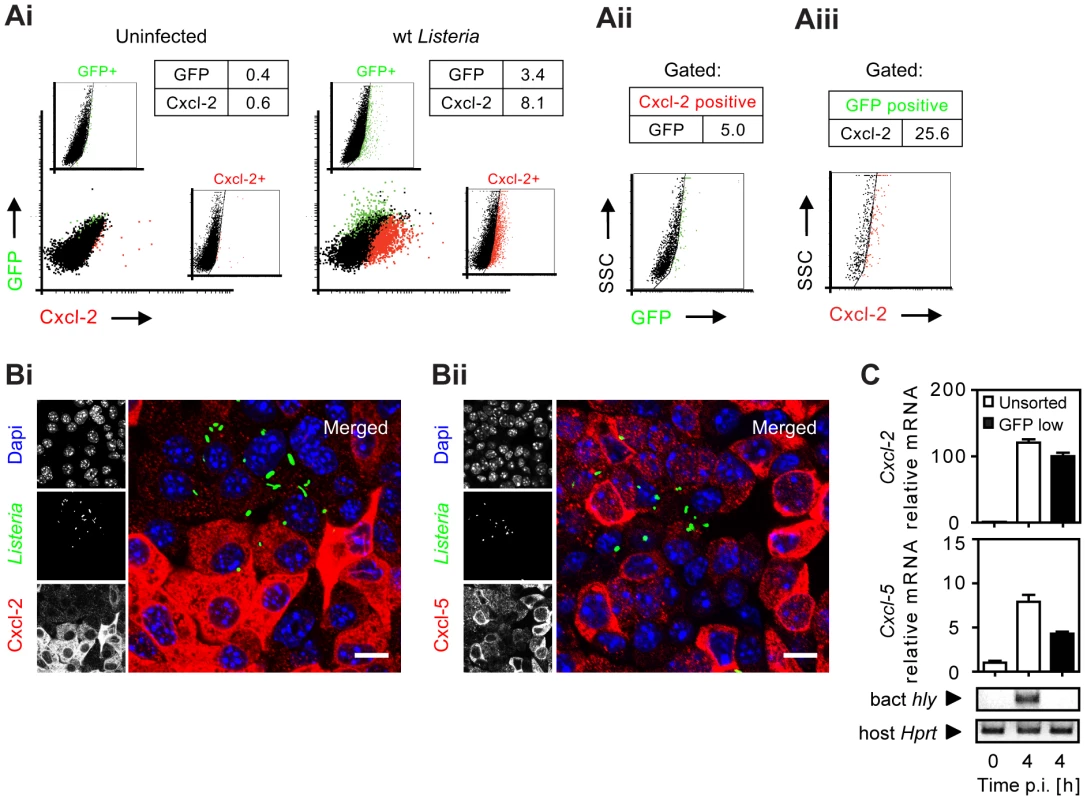 Analysis of bacterial infection and epithelial activation at the single cell level.