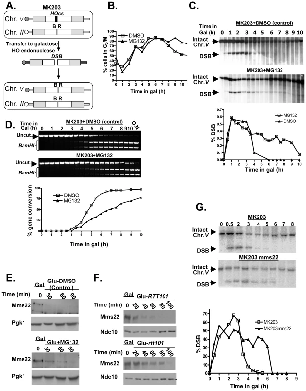 Proteasome mutants exhibit defective DSB repair kinetics; the turn over of Mms22 is regulated by the proteasome; Mms22 plays a role in DSB repair.