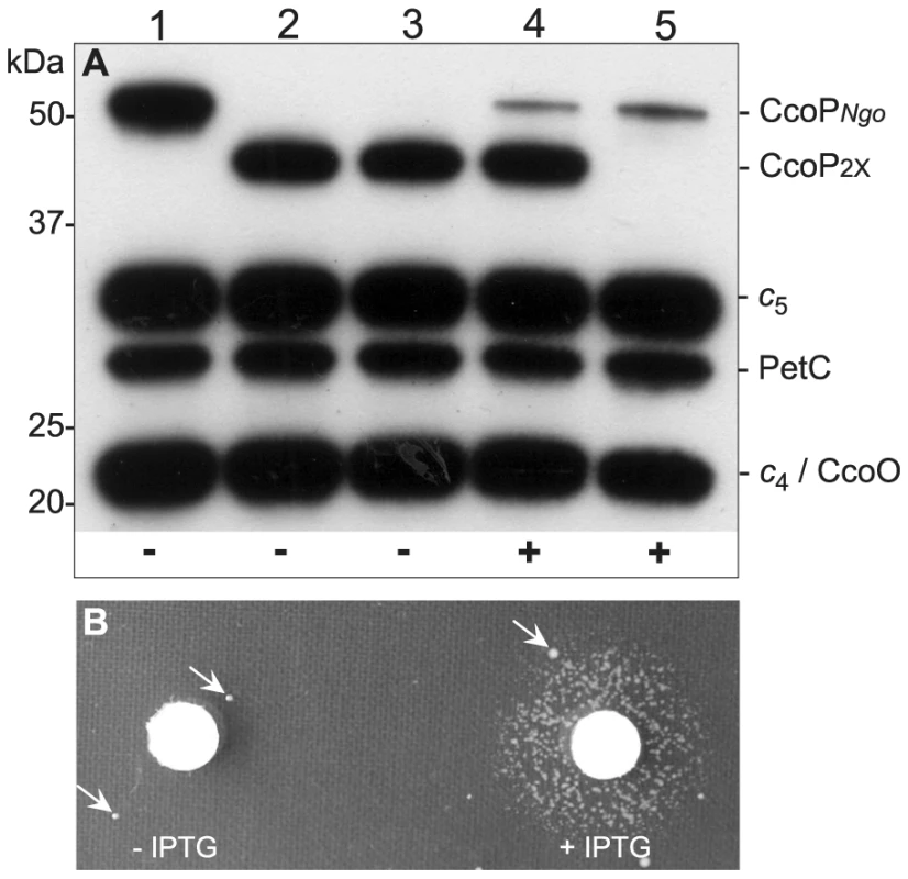 Conditional expression of CcoP confirms its essential role in growth.