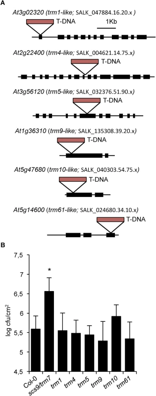 <i>trm-</i>like mutants and disease resistance to <i>P</i>.<i>s</i>. DC3000.