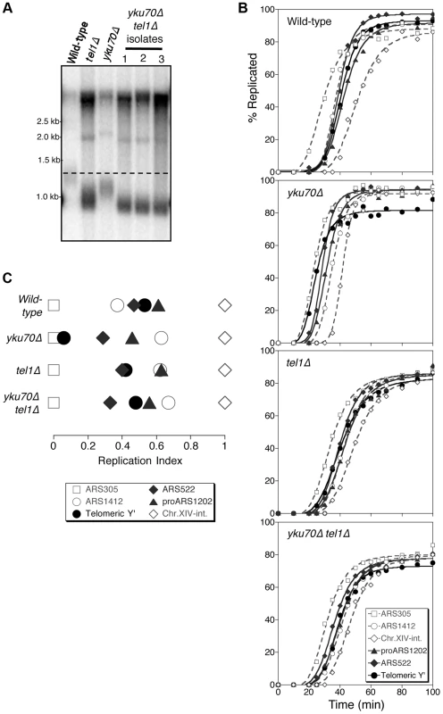 Tel1 is required for early replication of short telomeres.