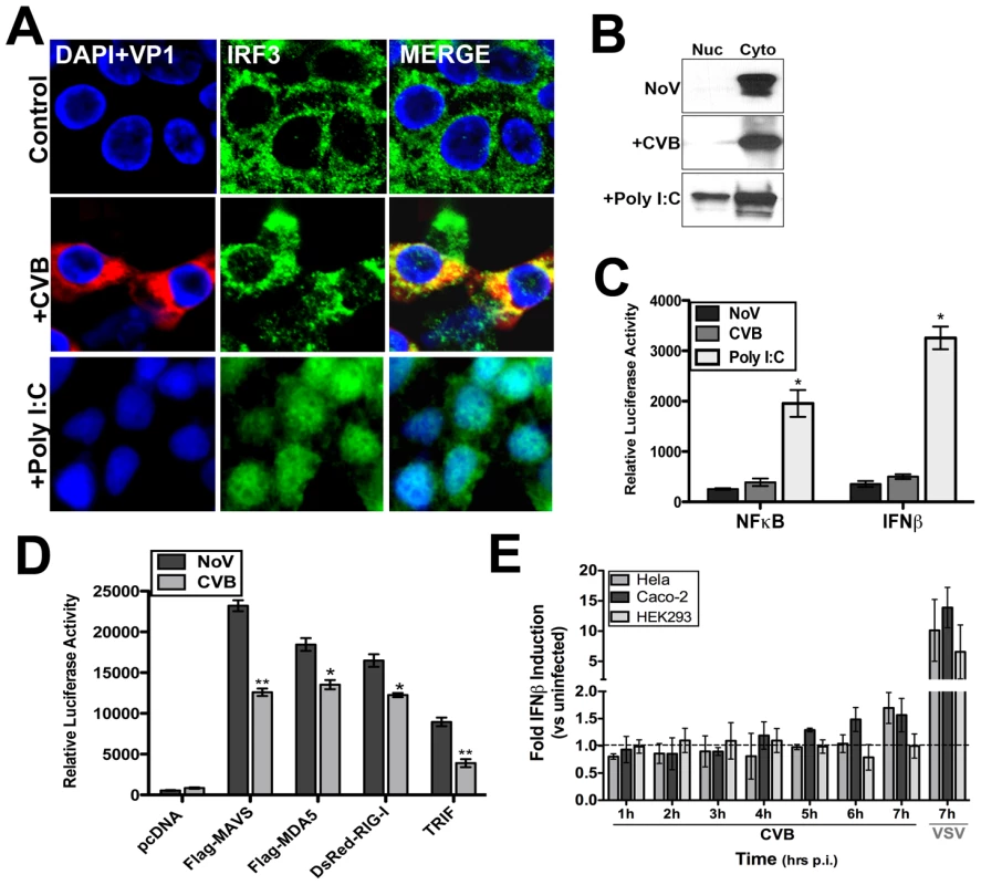CVB3 infection does not induce significant type I IFN responses.