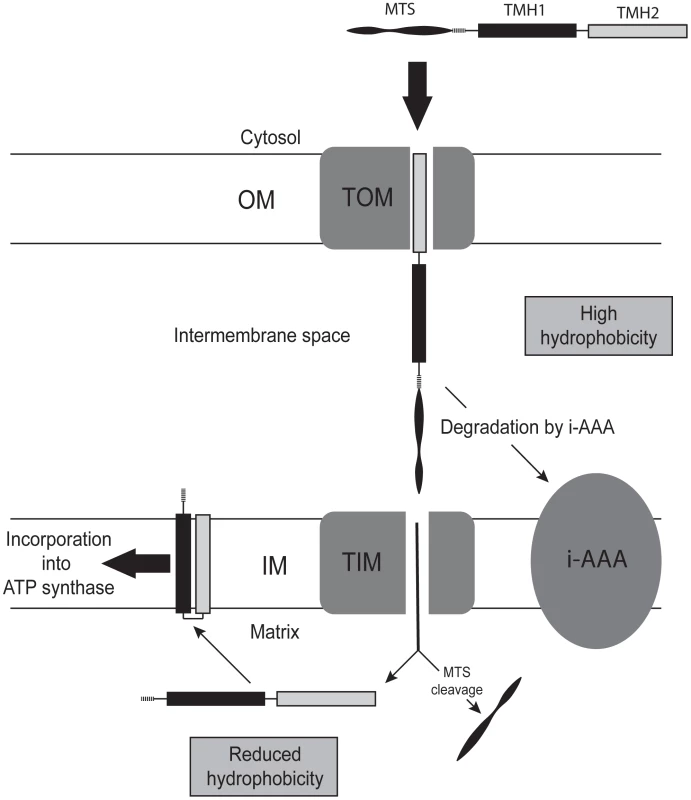 Model of how a reduction in the hydrophobicity of subunit 9 permits its functional expression from nuclear DNA.