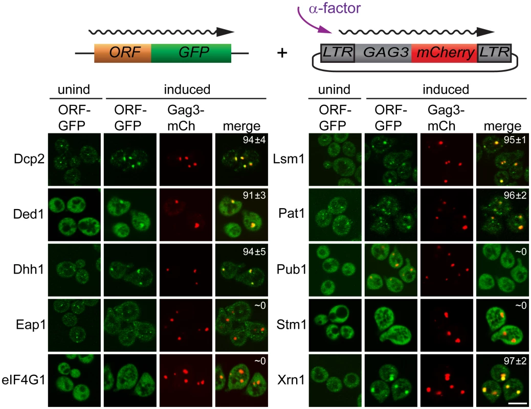 PB proteins localize with Ty3-Gag3 at 4 h of pheromone treatment.