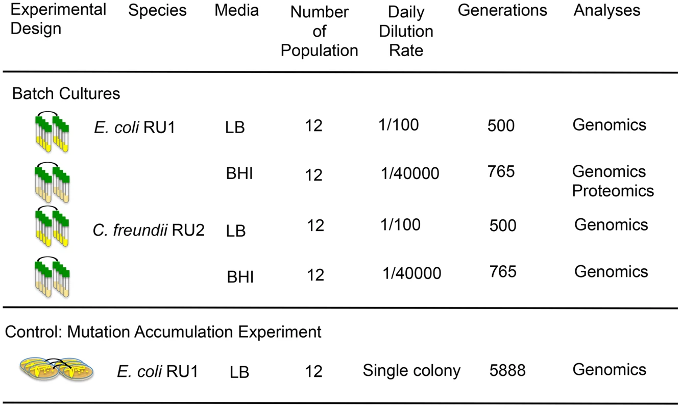 Population genomics and population proteomics were used to identify the biochemical basis for phenotypic convergence and parallel evolution during adaptation to novel resource rich environments.