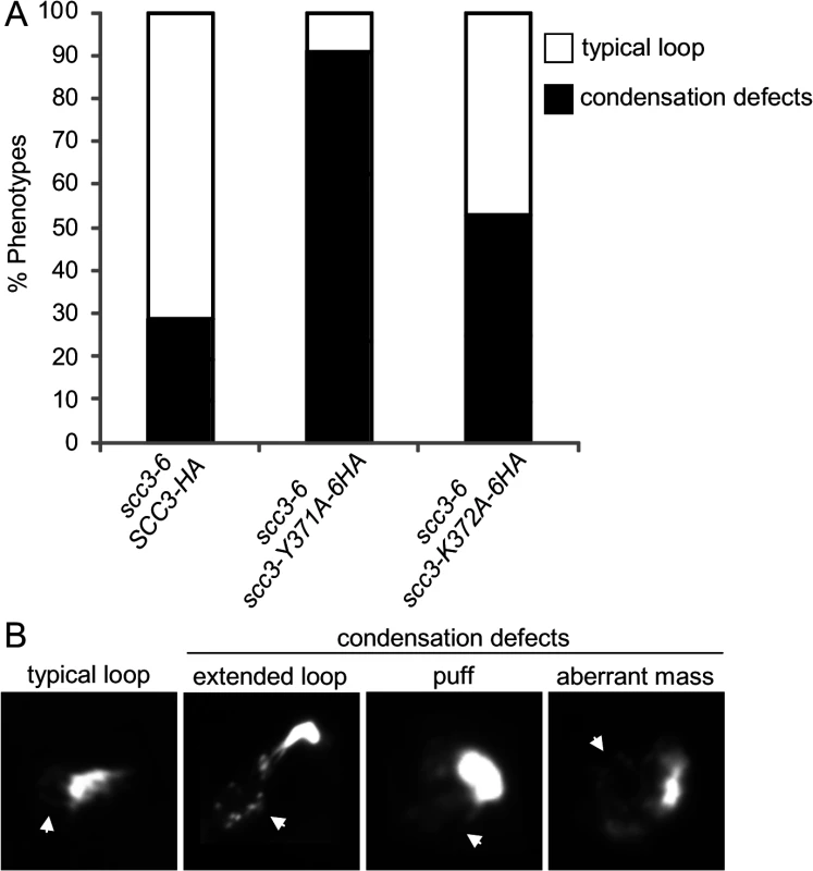 Analysis of chromosome condensation in Scc3 point mutants.