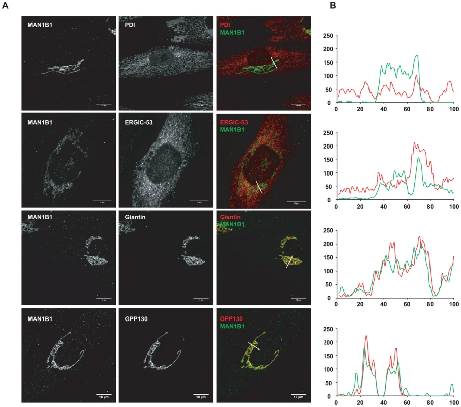 Subcellular localisation of MAN1B1.