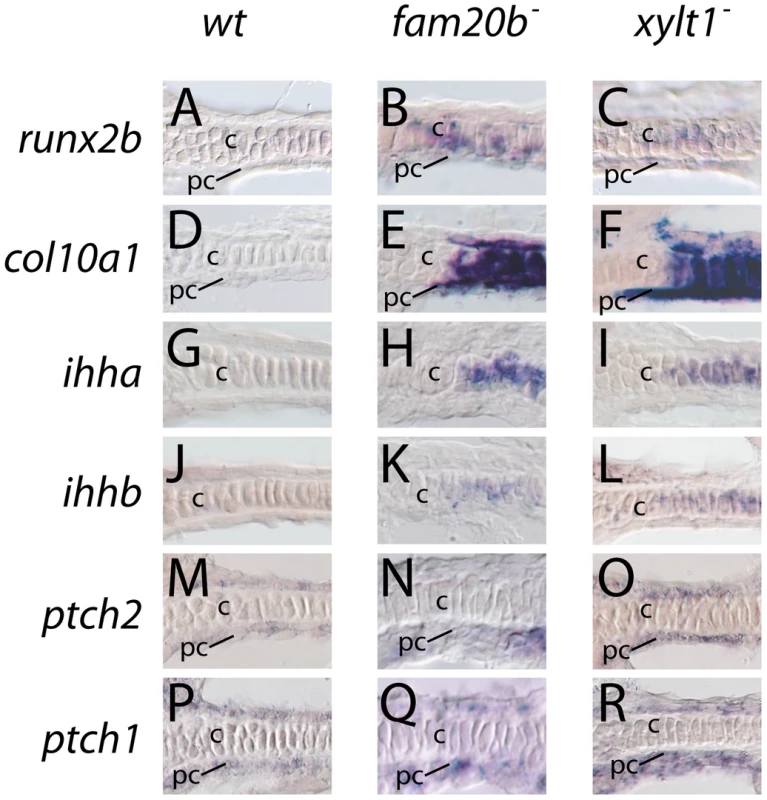 Early molecular markers of chondrocyte maturation in <i>fam20b</i> and <i>xylt1</i> mutants.