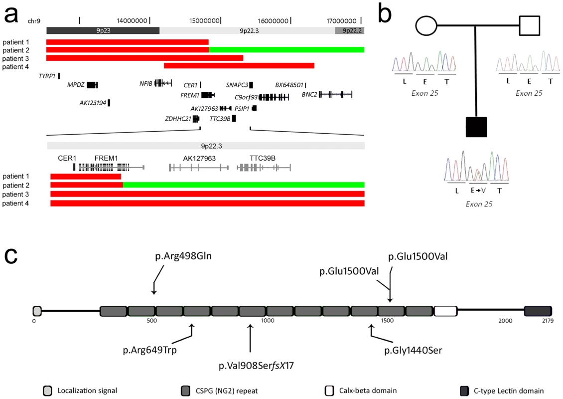Schematic overview of CNVs and mutations affecting the <i>FREM1</i> gene.