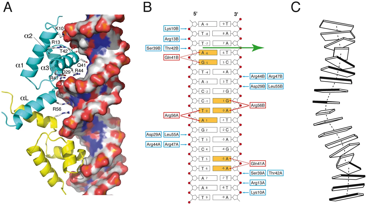 <i>Sa</i>FapR-DNA interactions.