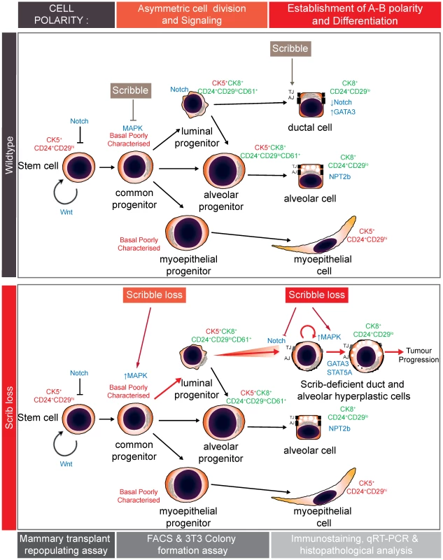 Model summarizing impacts of Scribble in mammary development and homeostasis.