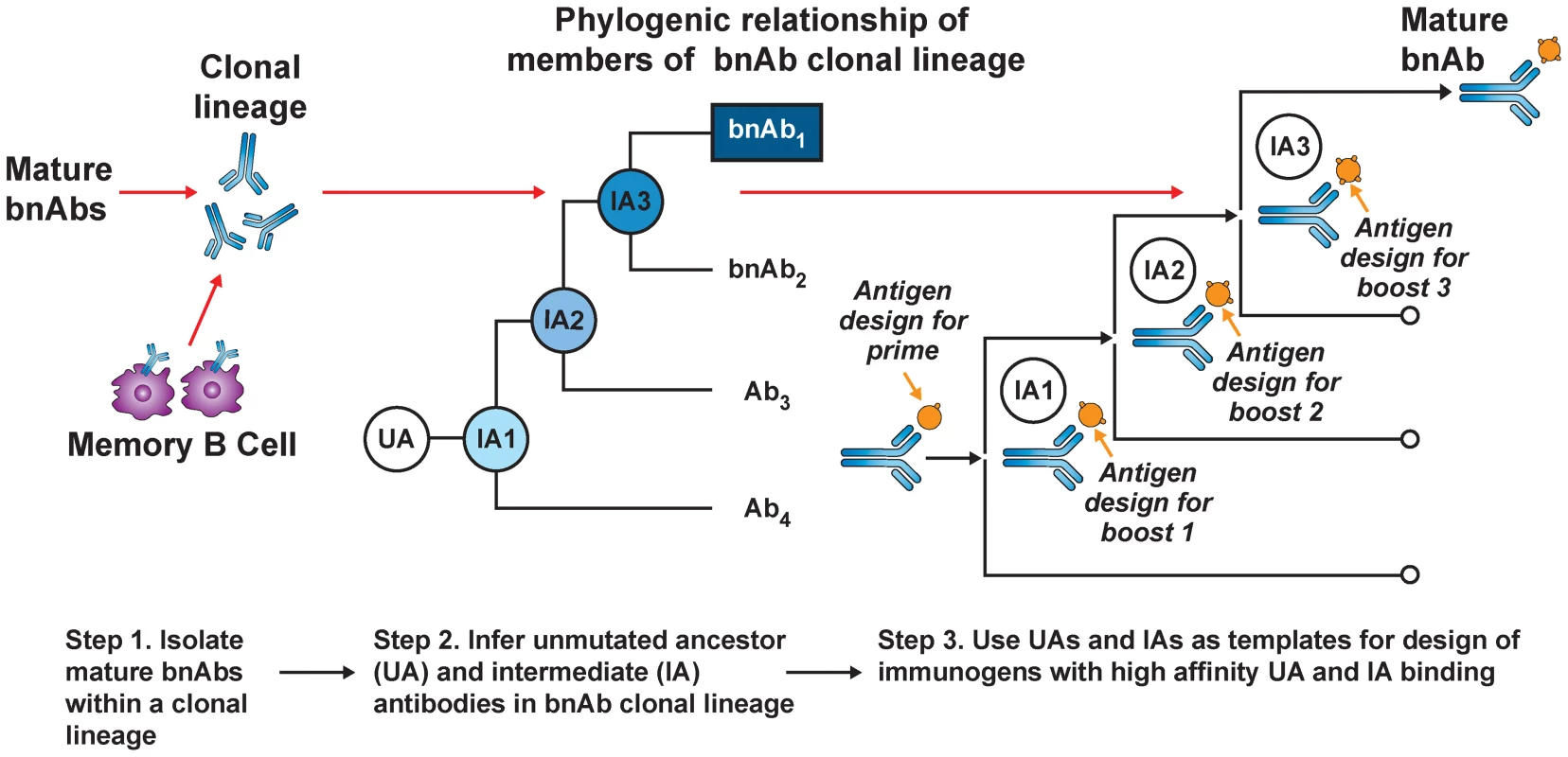 B-cell lineage-based approach to vaccine design.