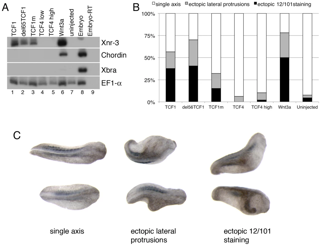 TCF1 activity in <i>Xenopus laevis</i> explants and embryos.