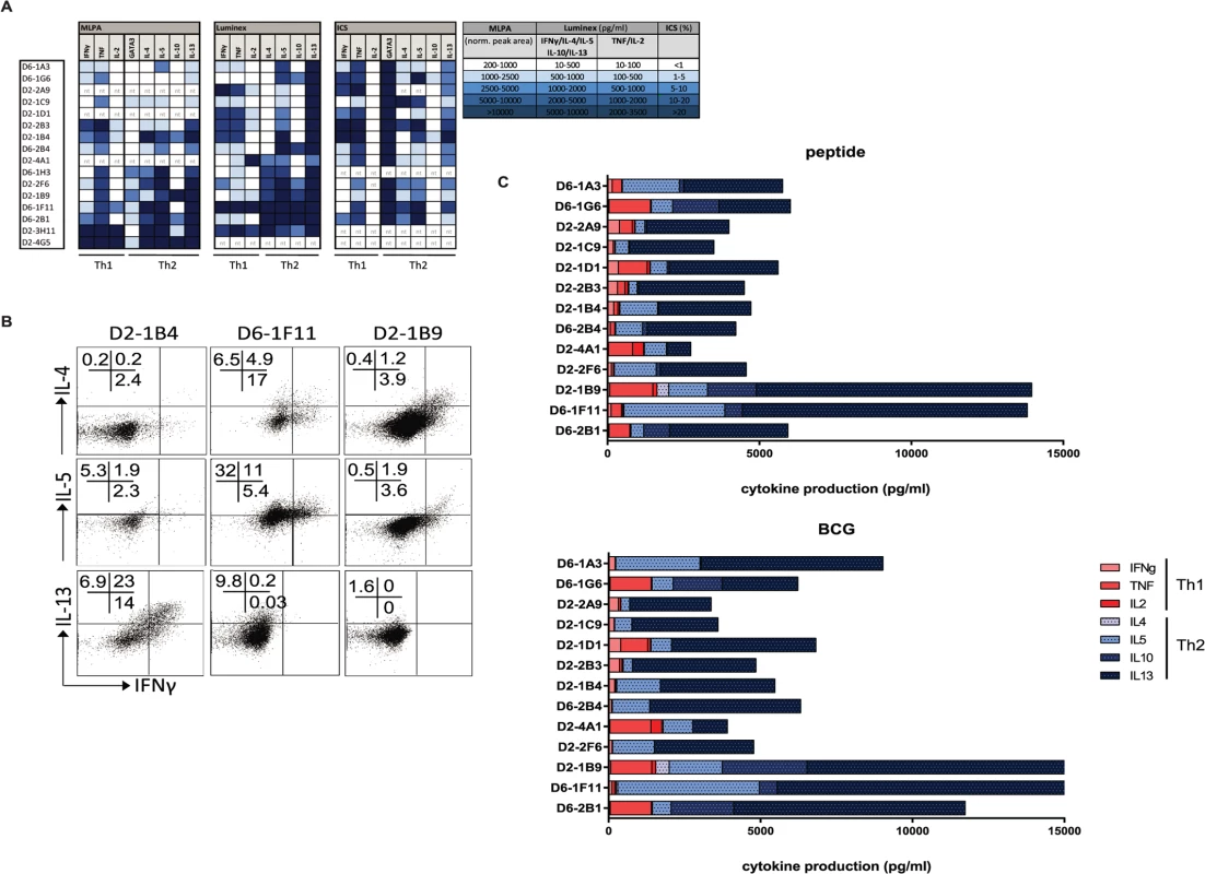Mtb specific HLA-E restricted T-cell clones produce Th2 cytokines.