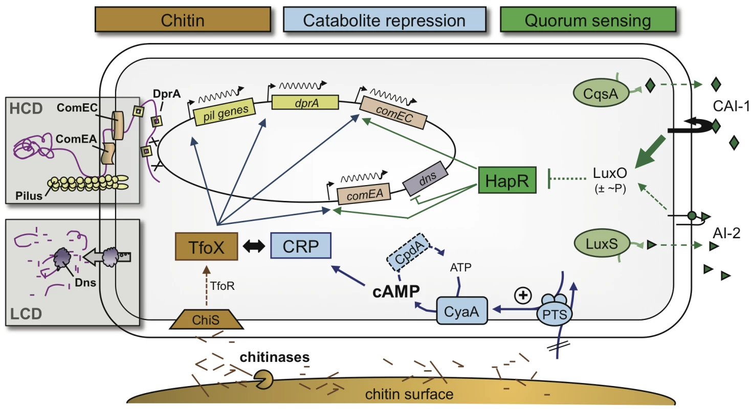 Model of the regulatory network of natural competence and transformation of <i>V. cholerae</i>.